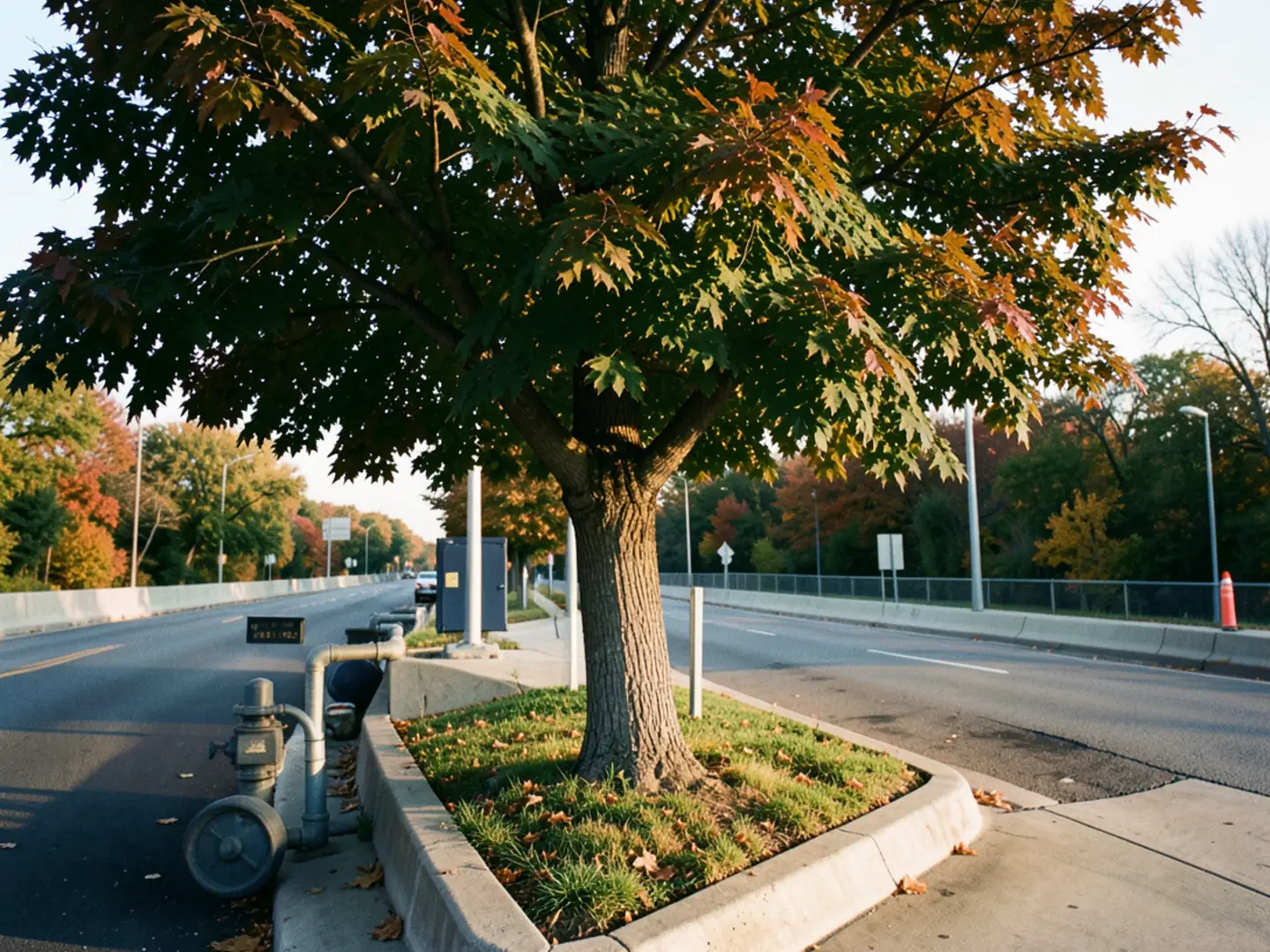 Why Parkway Trees Target Mortar Joints Between Pipe Hubs - diagnostic visual